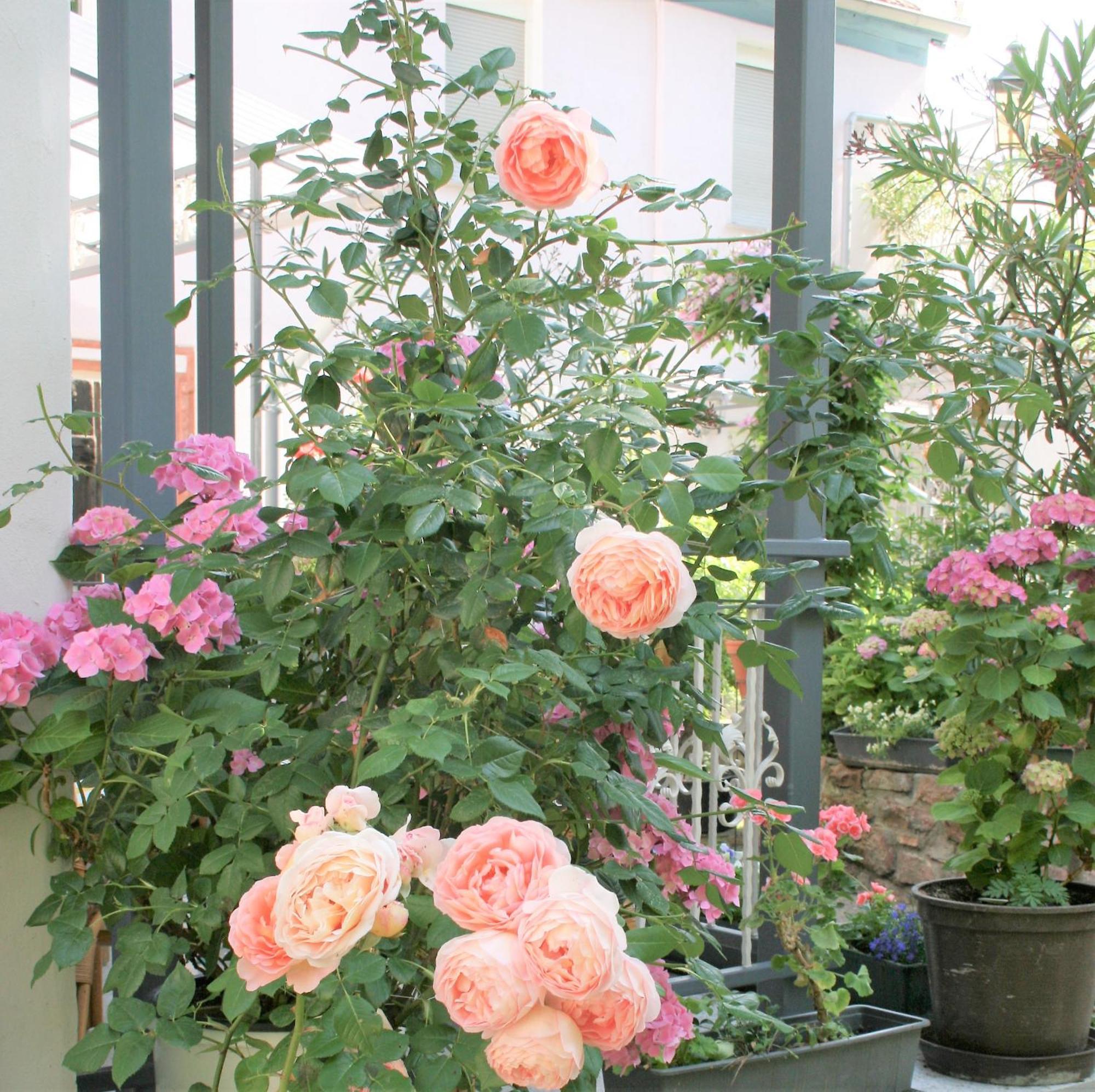 Herrenhof 보름스 외부 사진